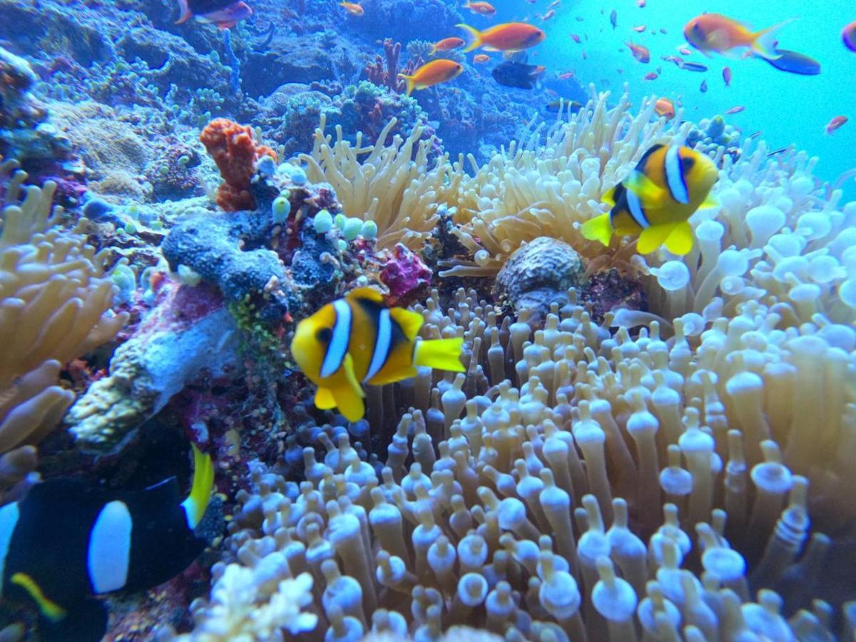 White Coral Rasdhoo Hotel Exterior foto